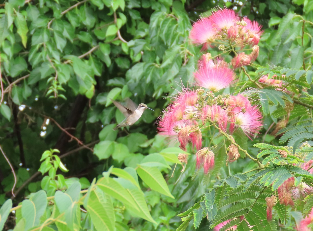 Ruby-throated Hummingbird - ML253011391