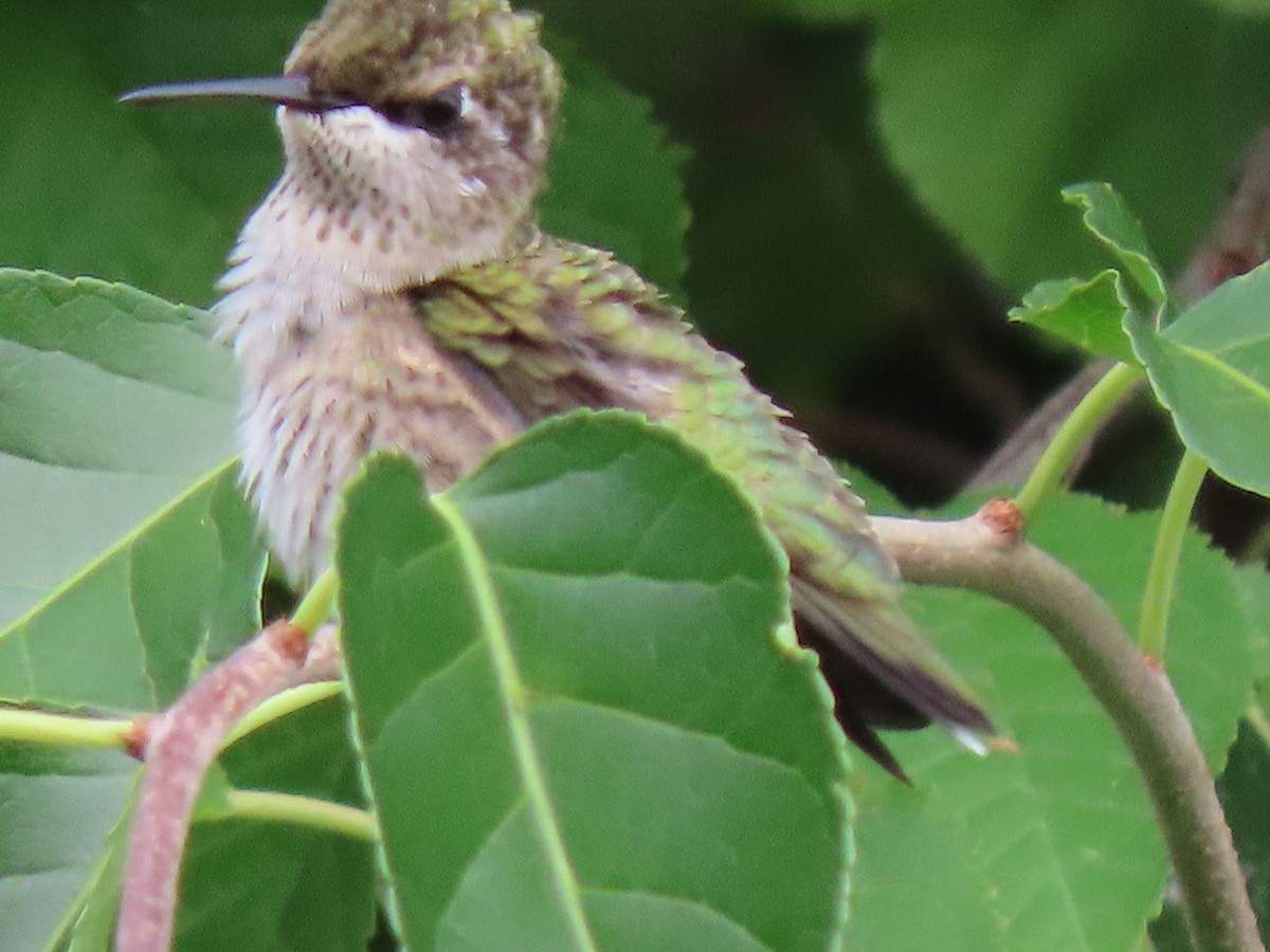 Ruby-throated Hummingbird - Jannie Shapiro