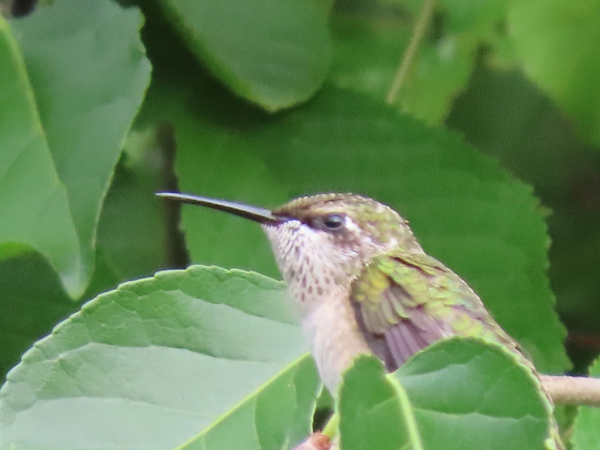 Ruby-throated Hummingbird - ML253011411