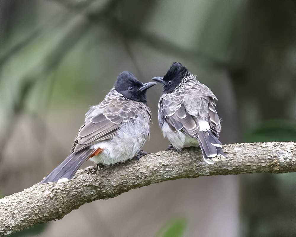 Red-vented Bulbul - ML253016711