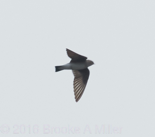 Northern Rough-winged Swallow - Brooke Miller