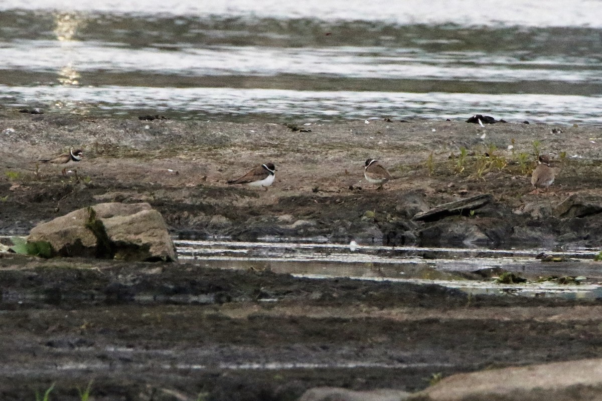 Semipalmated Plover - ML253018021