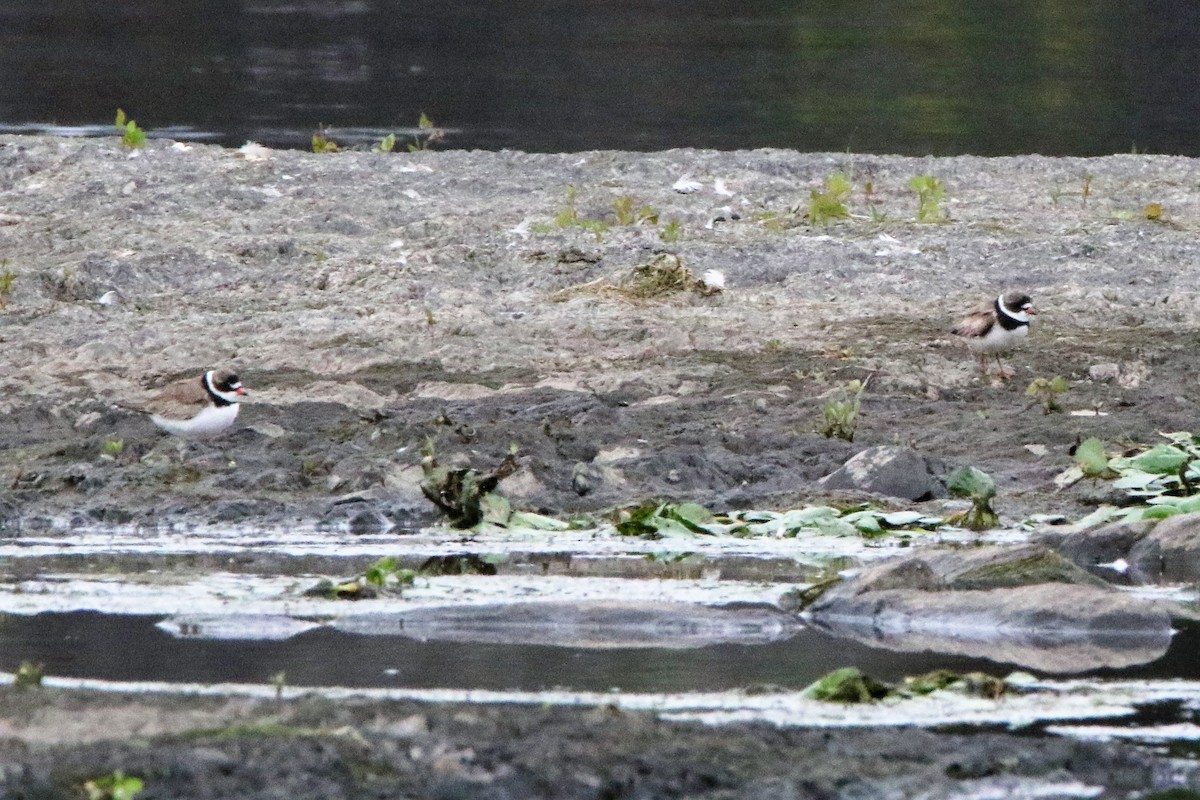 Semipalmated Plover - ML253018121