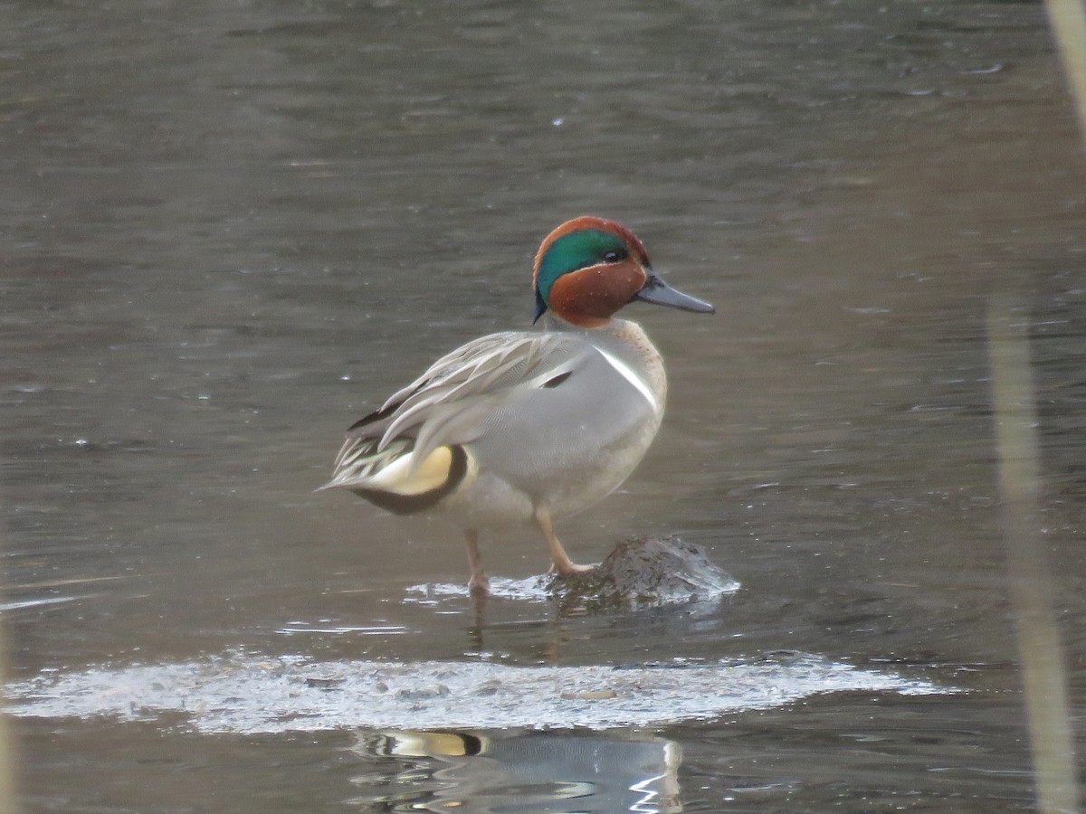 Green-winged Teal - ML25302221