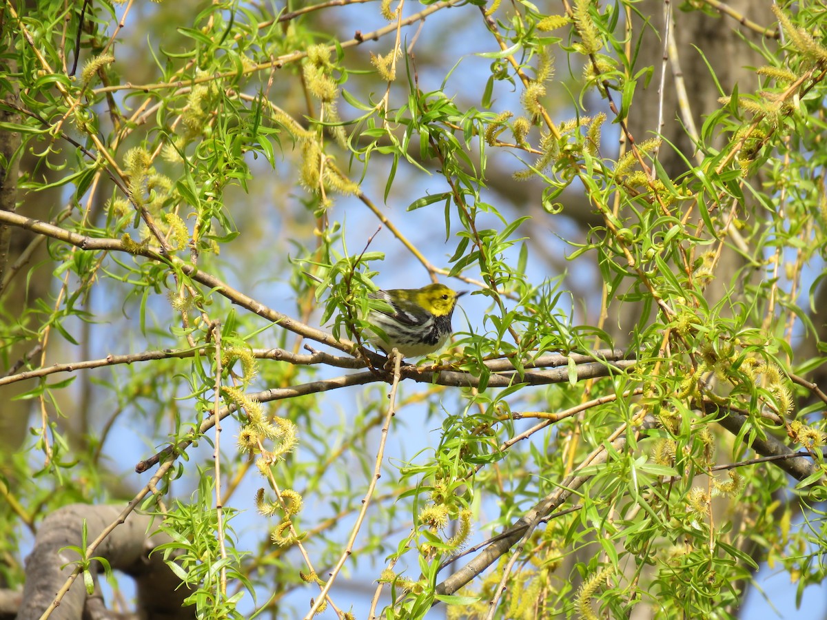 Black-throated Green Warbler - Steve Paul
