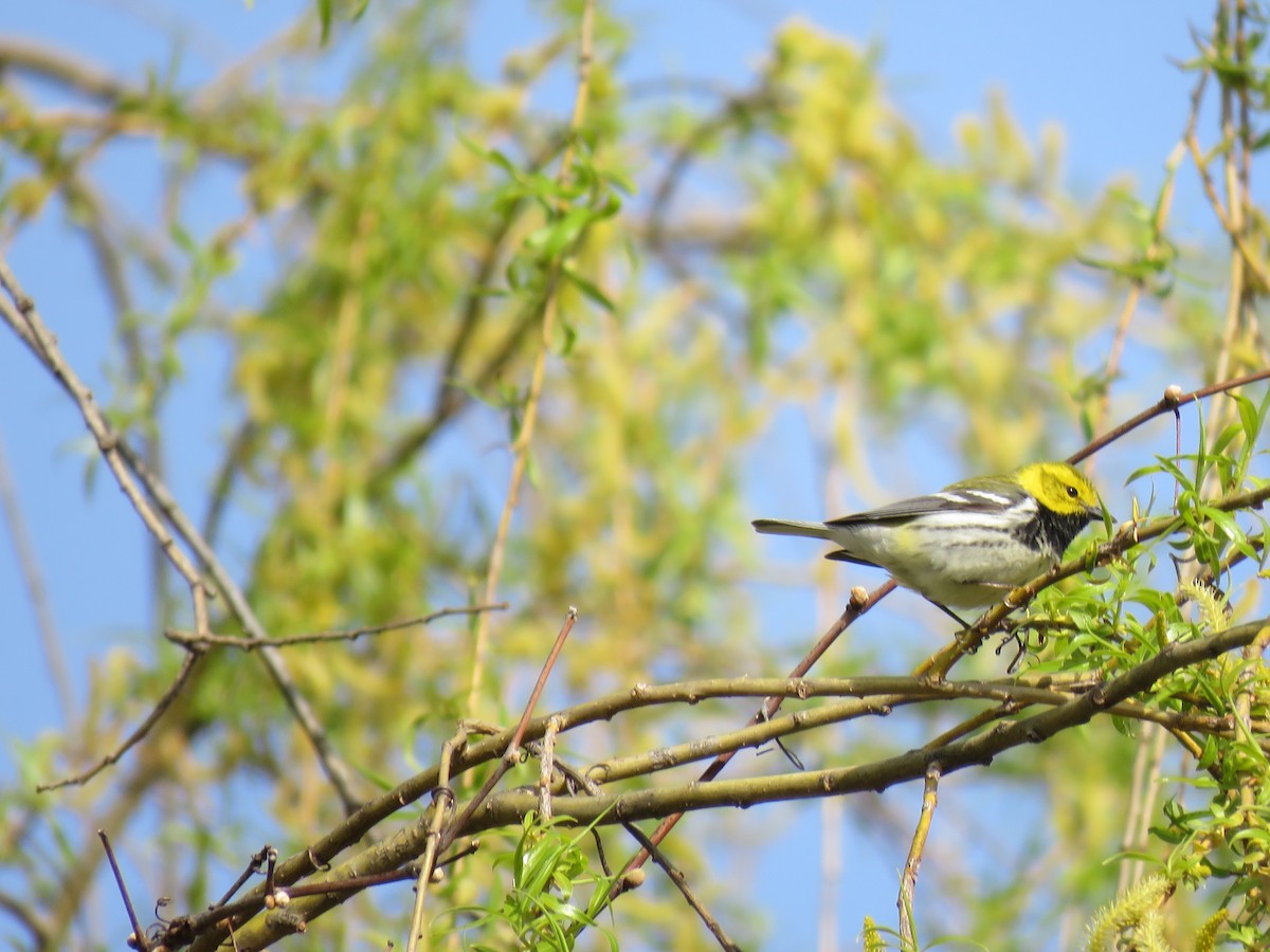 Black-throated Green Warbler - ML253022301