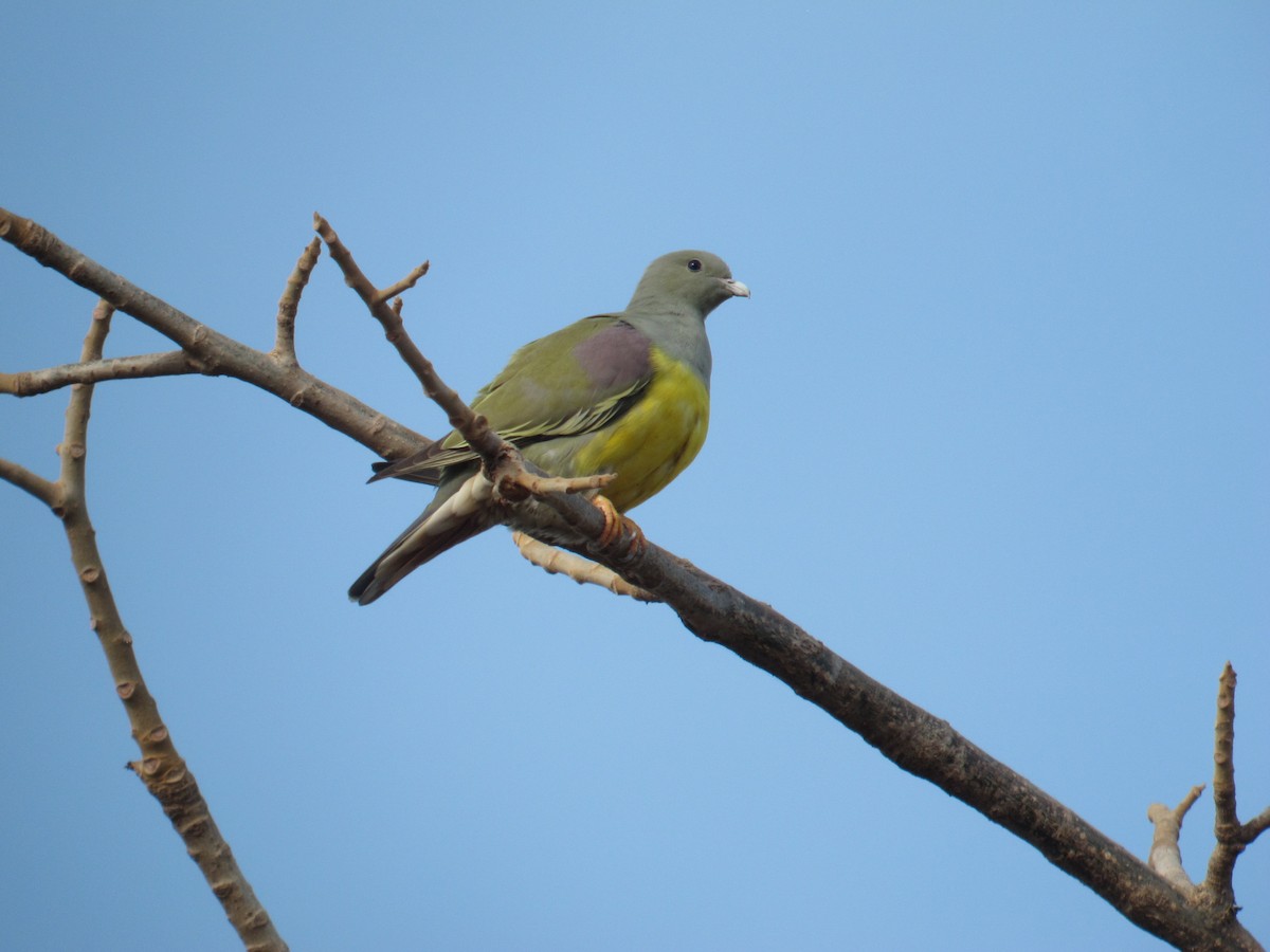 Bruce's Green-Pigeon - haydn patterson