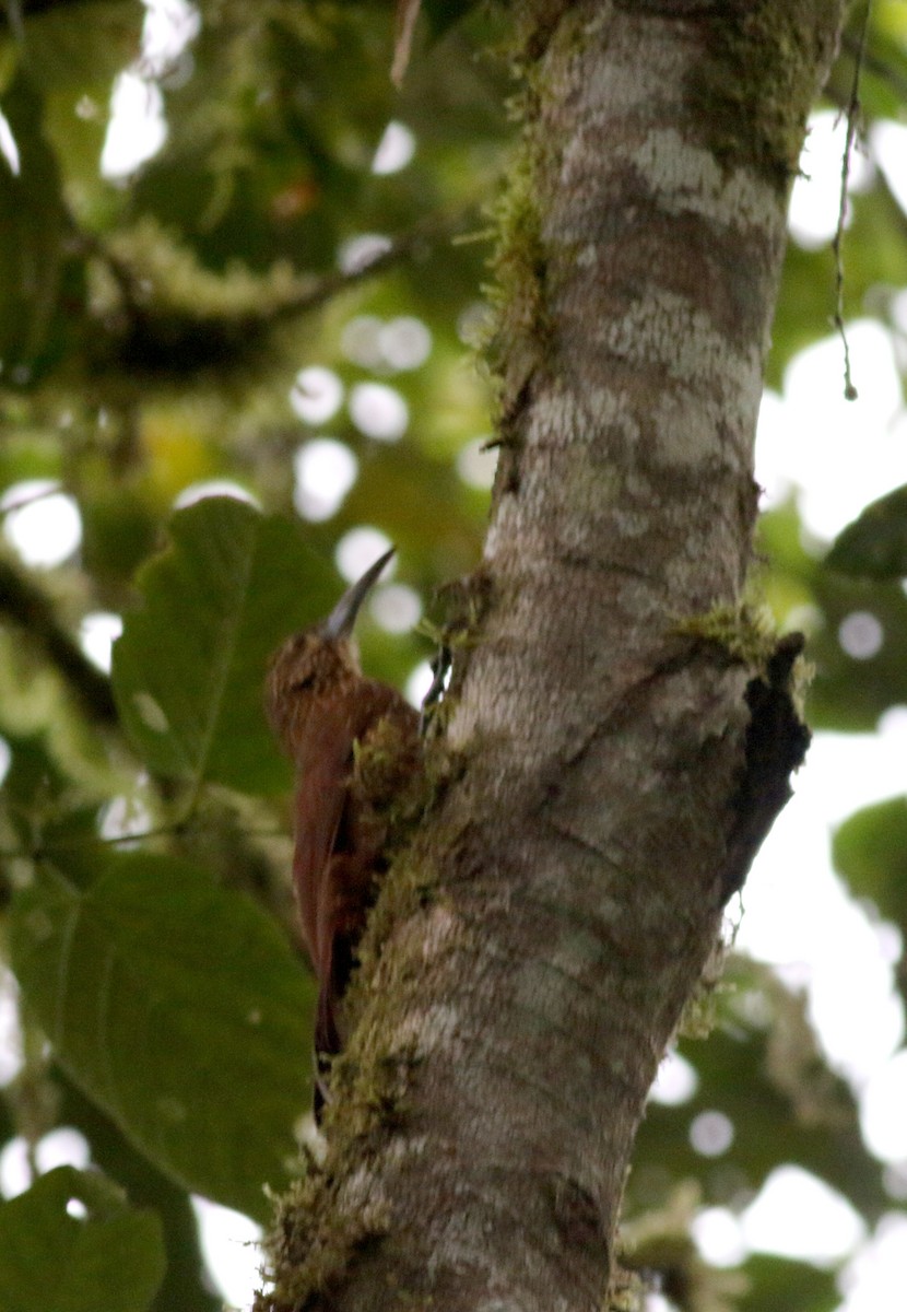 Strong-billed Woodcreeper (Andean/Northern) - ML25302941