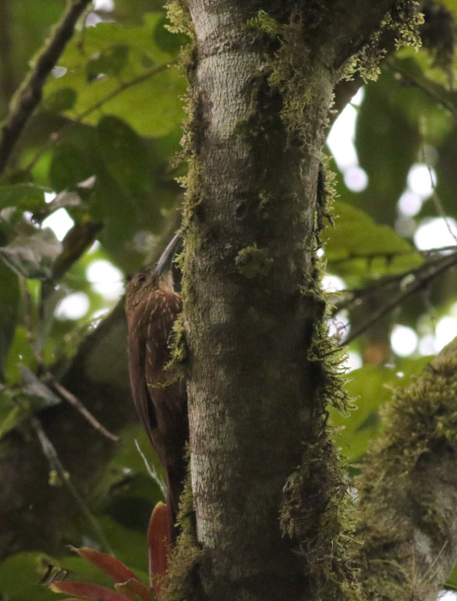 Strong-billed Woodcreeper (Andean/Northern) - ML25302961