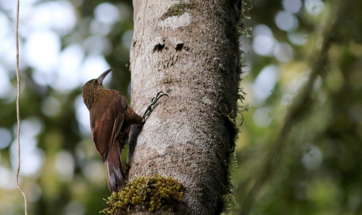Strong-billed Woodcreeper (Andean/Northern) - ML25302971