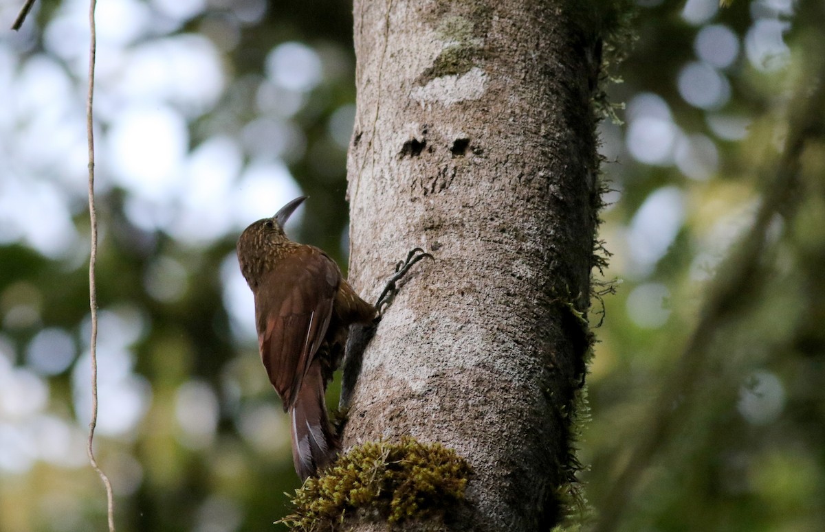 Strong-billed Woodcreeper (Andean/Northern) - ML25302981