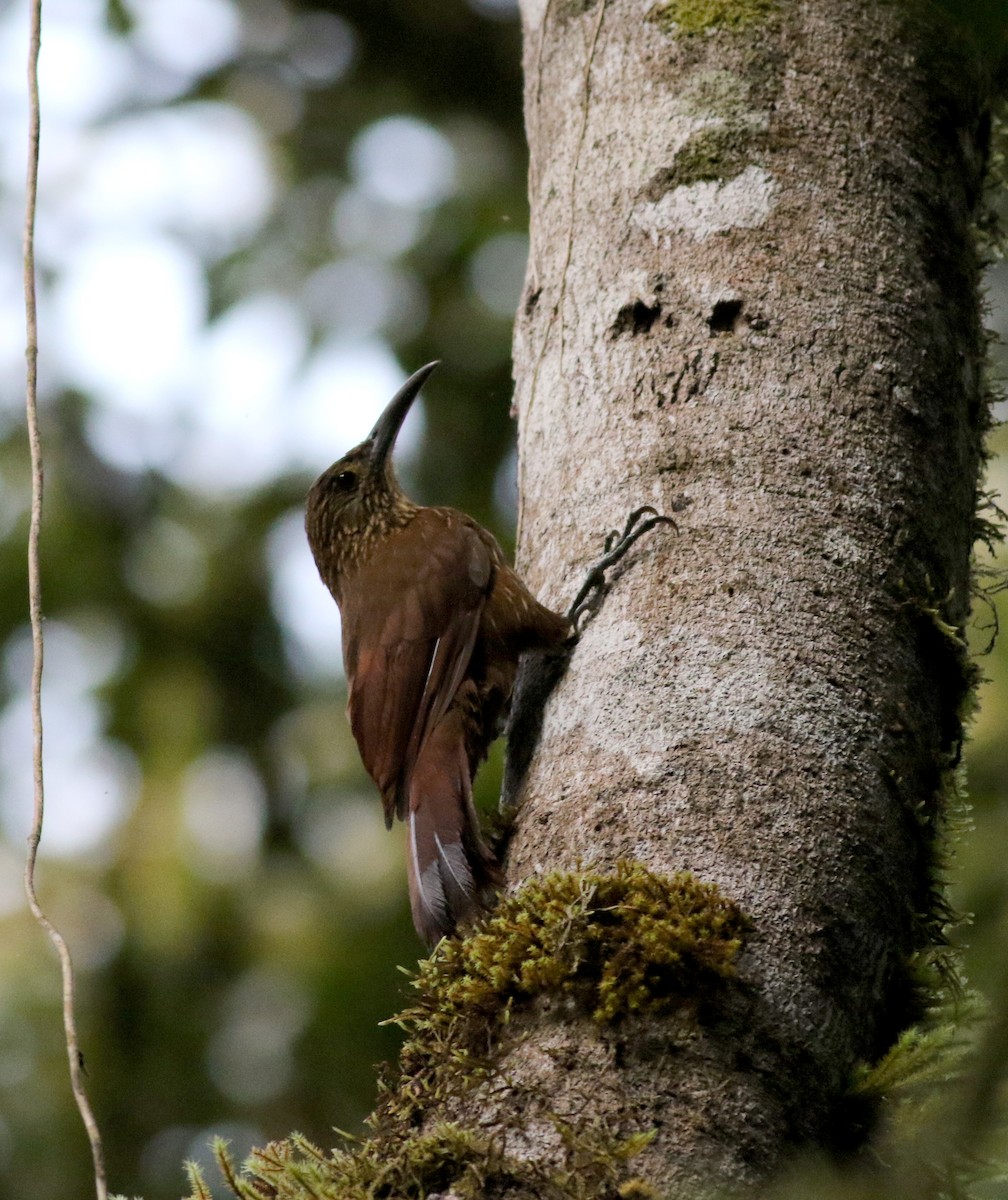 Strong-billed Woodcreeper (Andean/Northern) - ML25303011