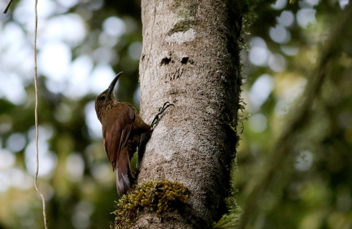 Strong-billed Woodcreeper (Andean/Northern) - Jay McGowan