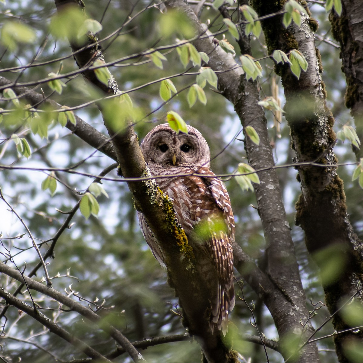 Barred Owl - ML253030591