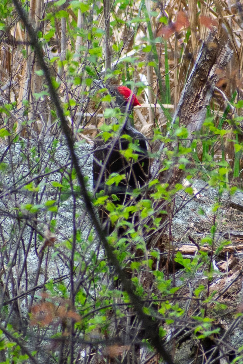Pileated Woodpecker - ML253030621