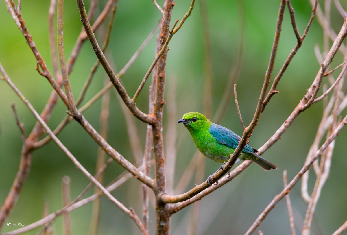 Dotted Tanager - Warren Perez