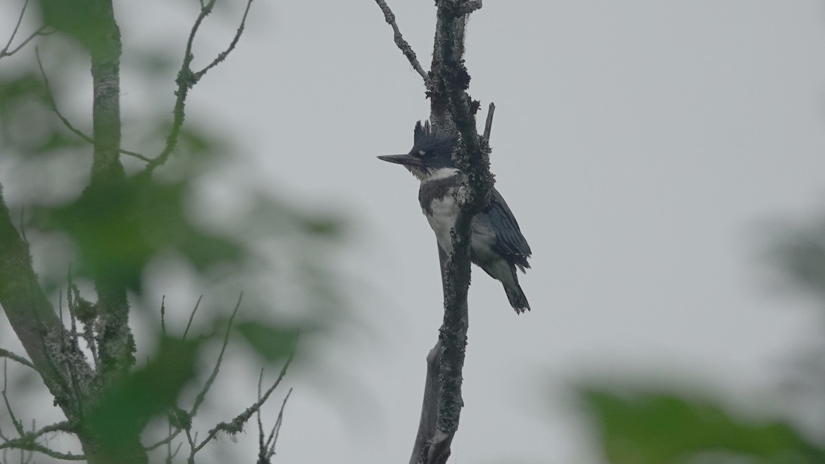 Belted Kingfisher - ML253032411