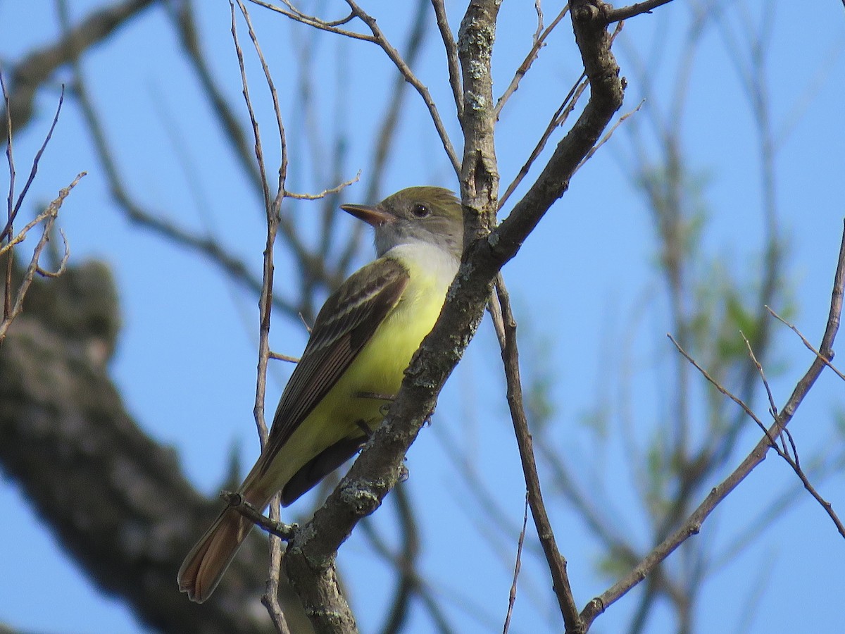 Great Crested Flycatcher - ML253033471