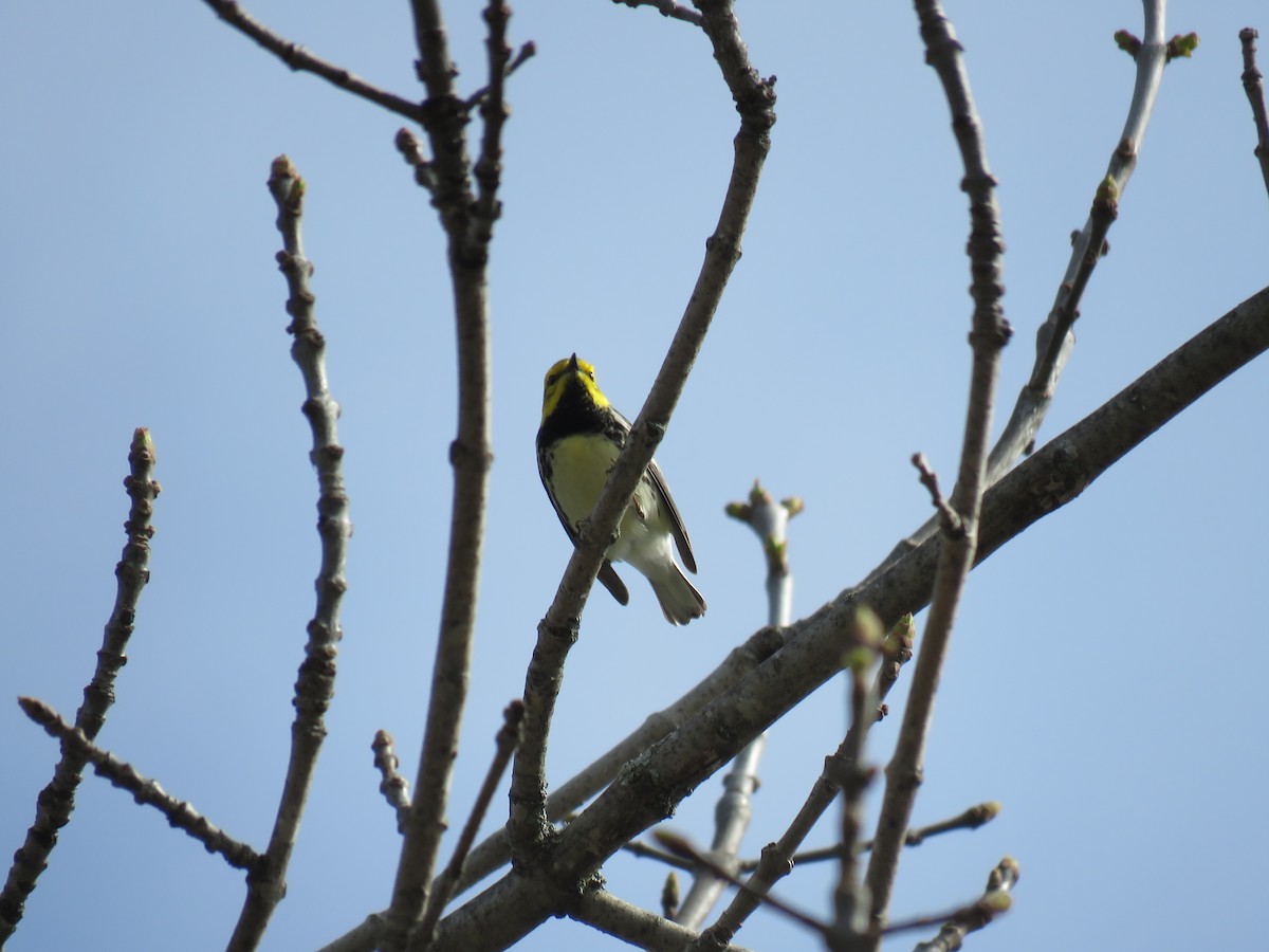 Black-throated Green Warbler - ML253034001