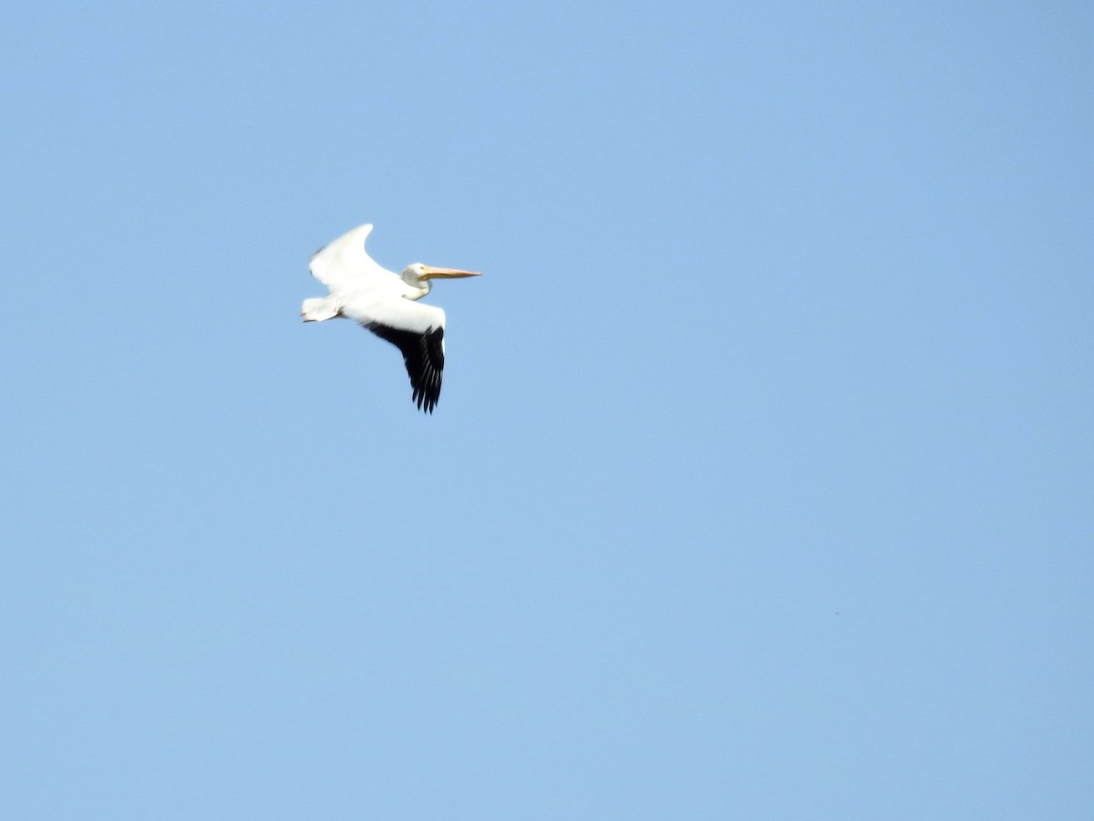 American White Pelican - Tina Toth