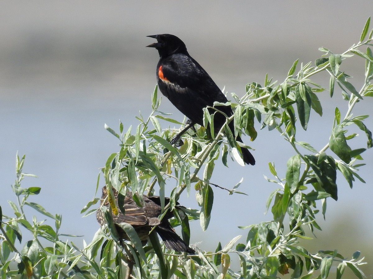 Red-winged Blackbird - Tina Toth