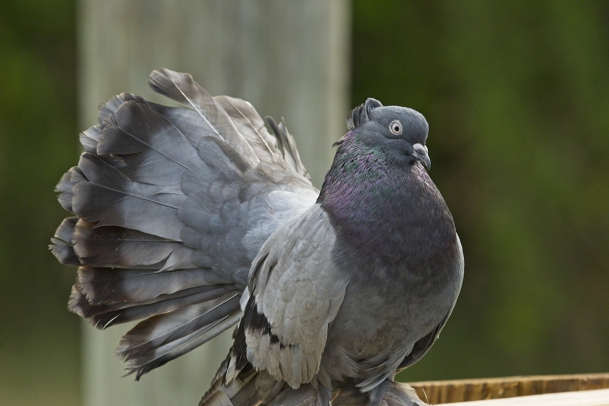 Rock Pigeon (Feral Pigeon) - ML253042311