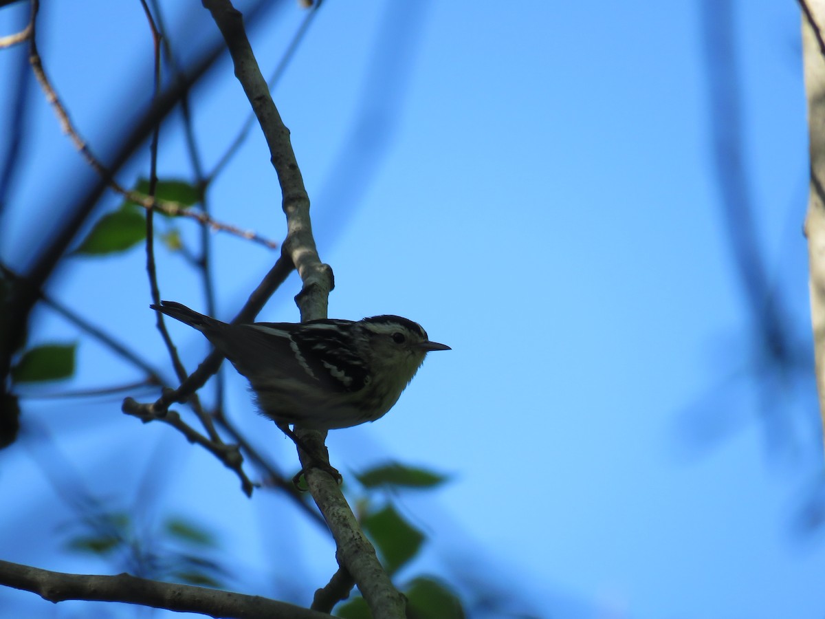 Black-and-white Warbler - ML253044181