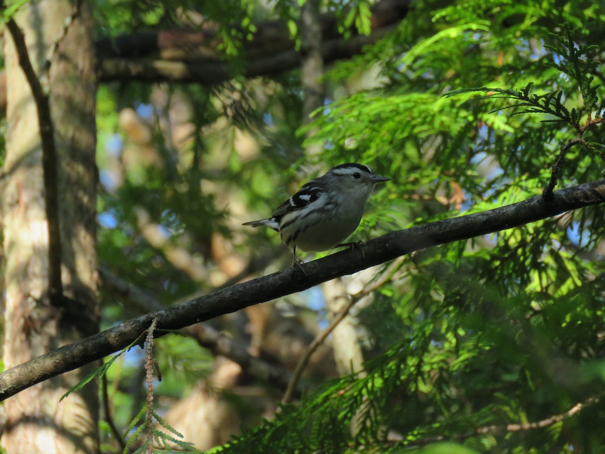 Black-and-white Warbler - ML253044491