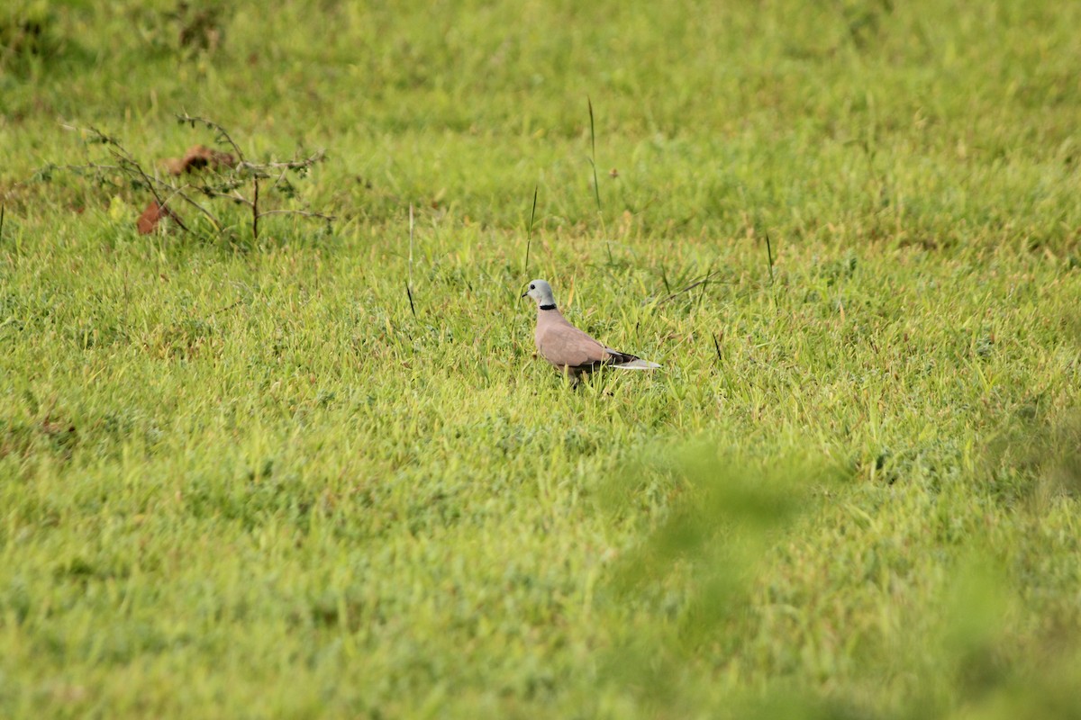 Red Collared-Dove - ML253045221