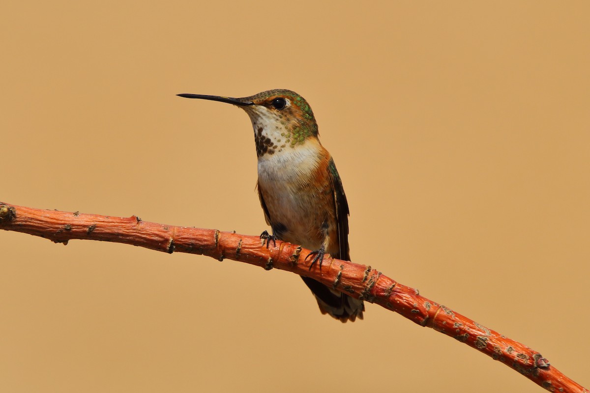 Rufous Hummingbird - ML253052631
