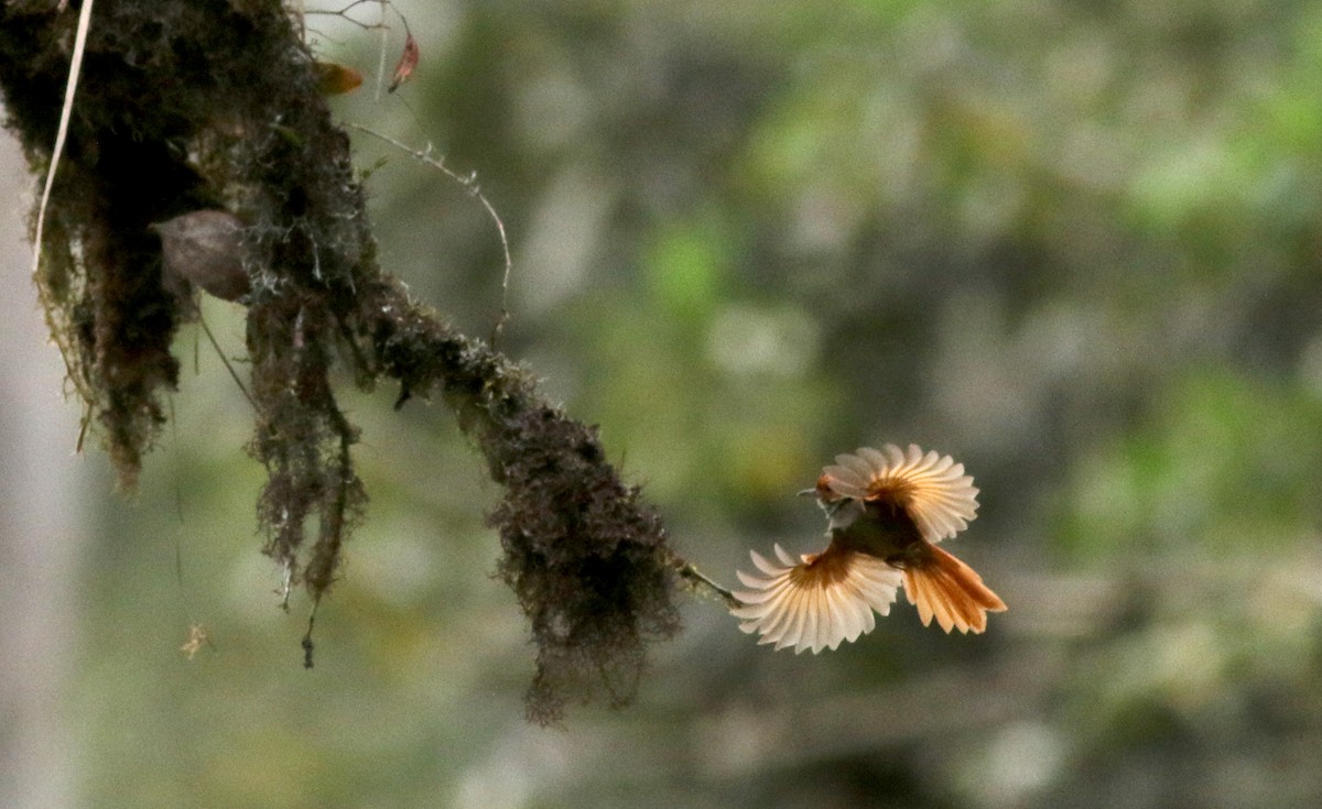 Red-faced Spinetail - ML25305591