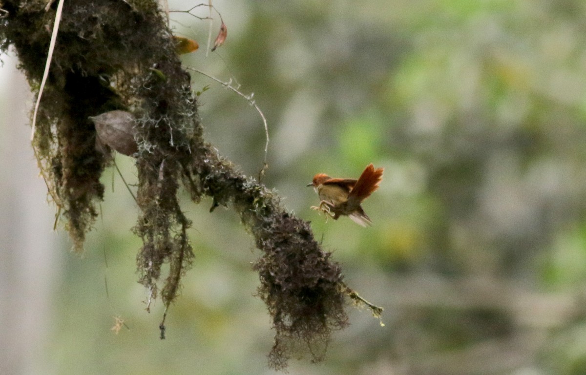 Red-faced Spinetail - ML25305601