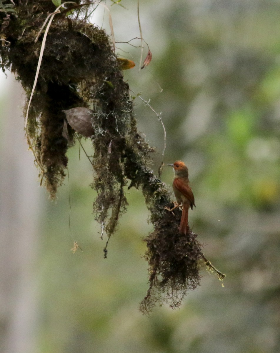 Red-faced Spinetail - ML25305621