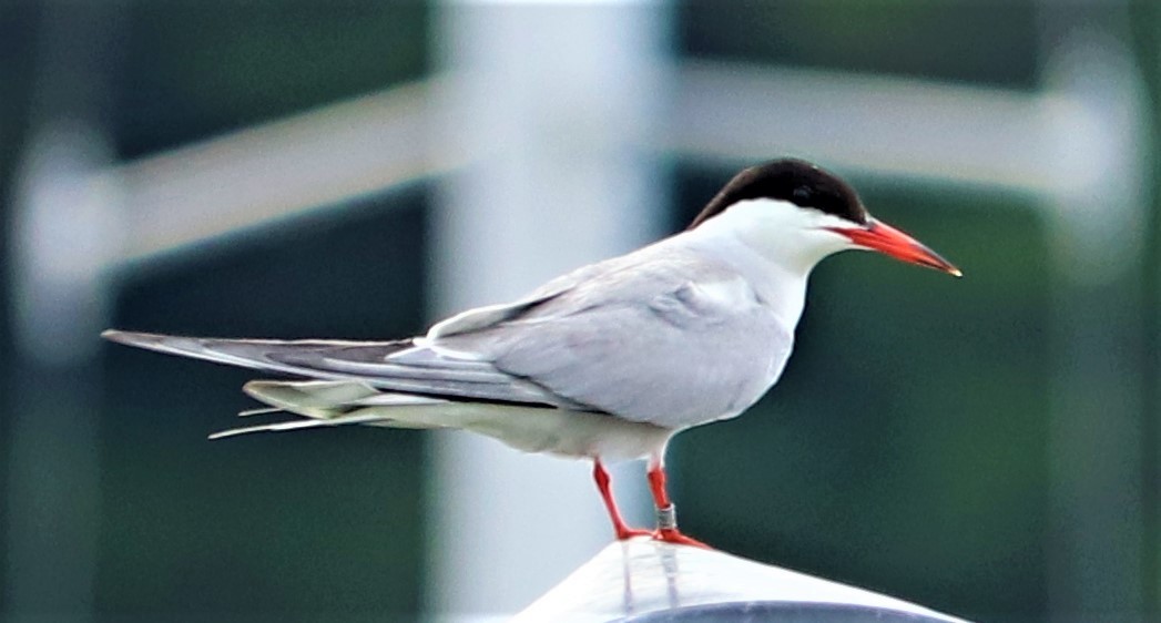 Common Tern - valerie heemstra