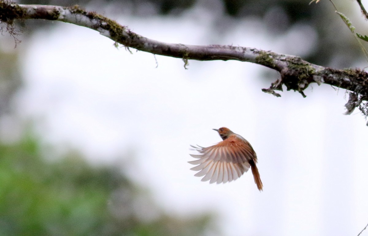 Red-faced Spinetail - ML25305631