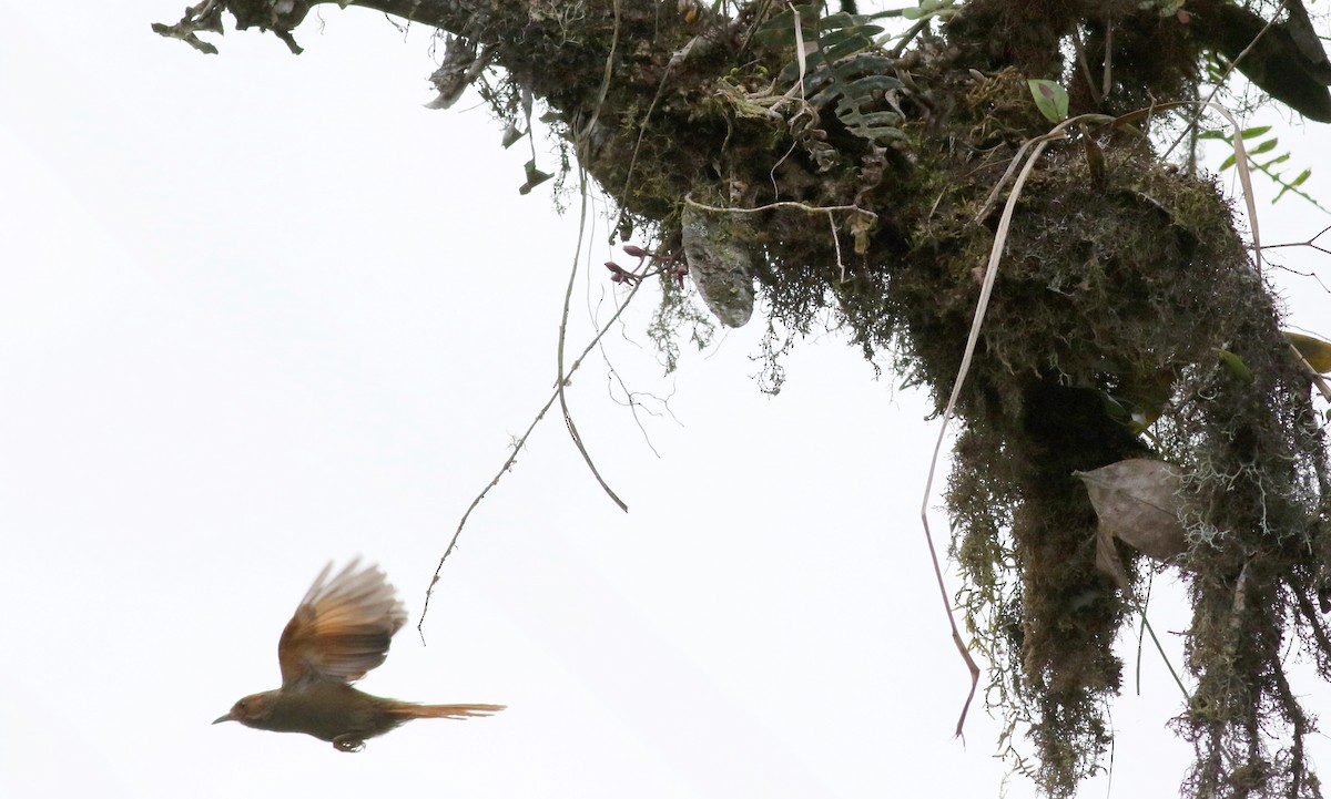 Red-faced Spinetail - ML25305651