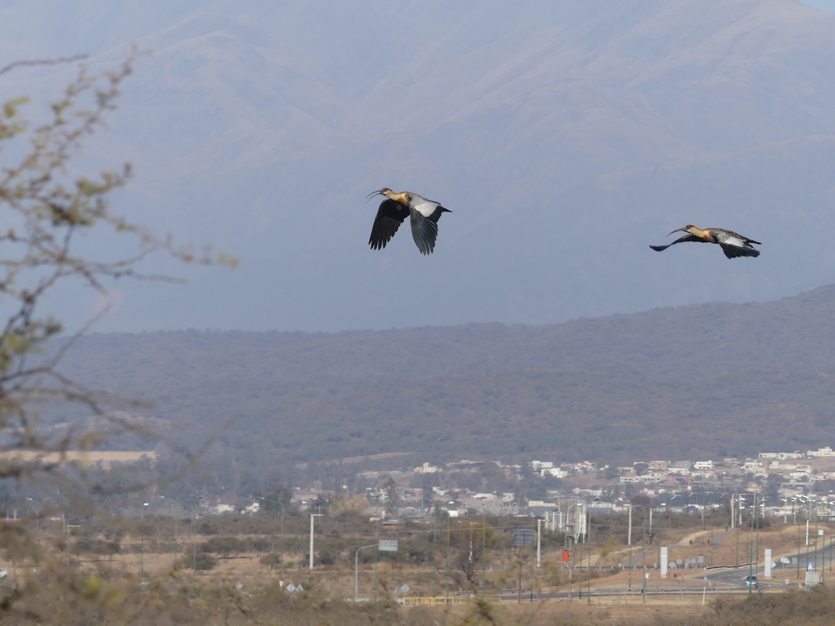 Buff-necked Ibis - Jorge  Quiroga
