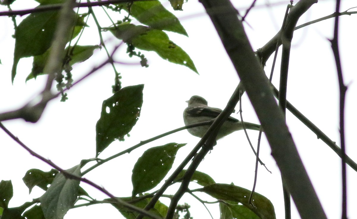 White-crested Elaenia (White-crested) - Jay McGowan