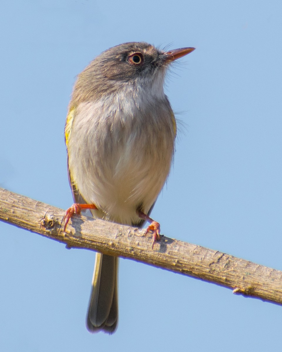 Pearly-vented Tody-Tyrant - ML253058511