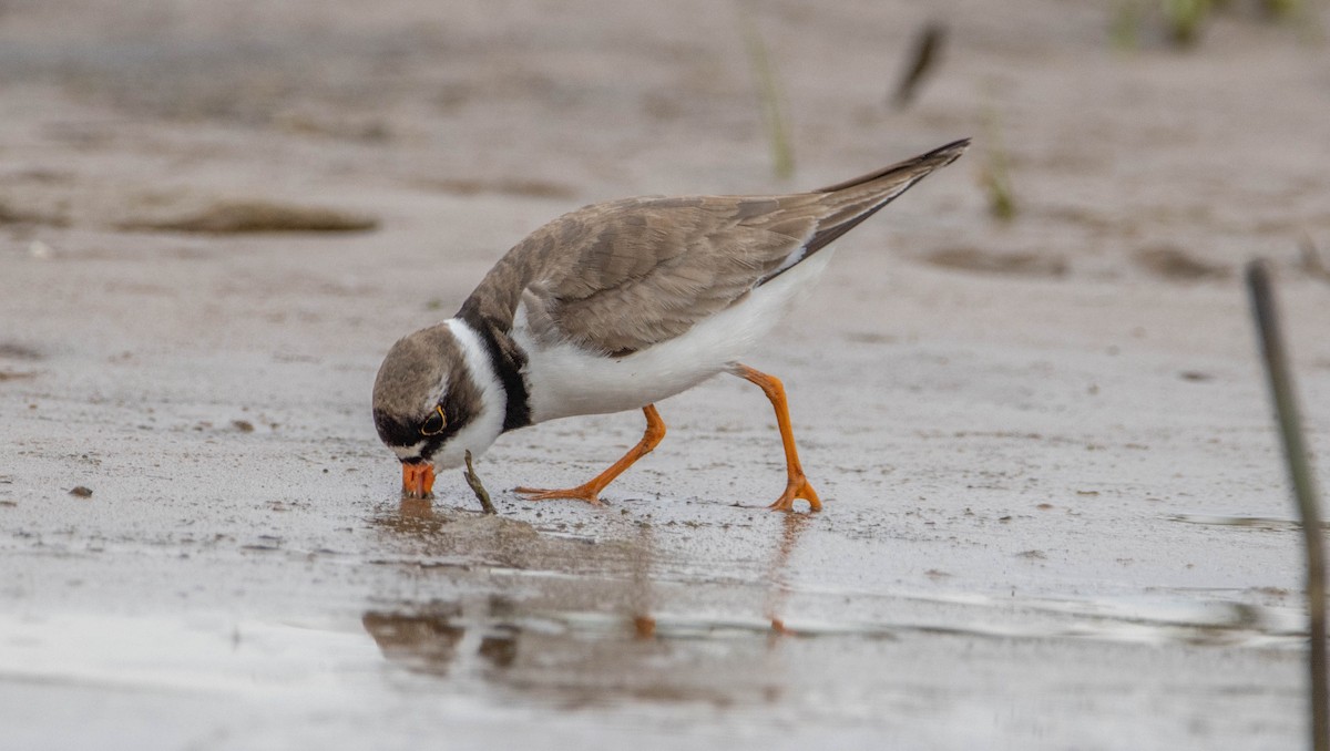 Semipalmated Plover - ML253061631
