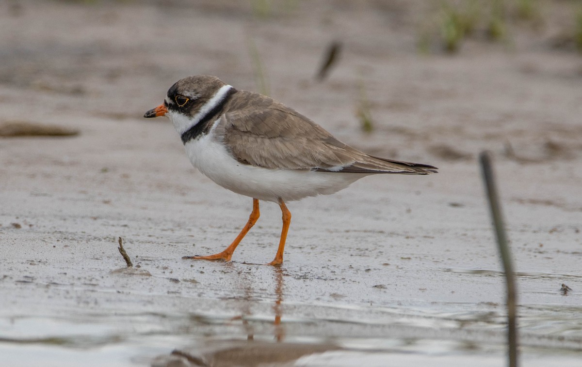 Semipalmated Plover - ML253061641