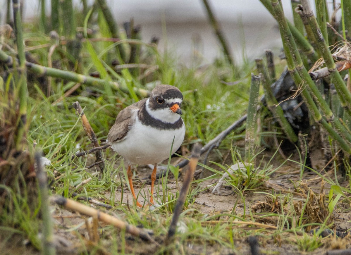 Semipalmated Plover - ML253061651