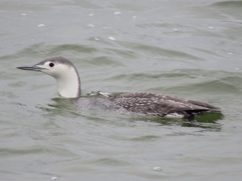 Red-throated Loon - ML25306571