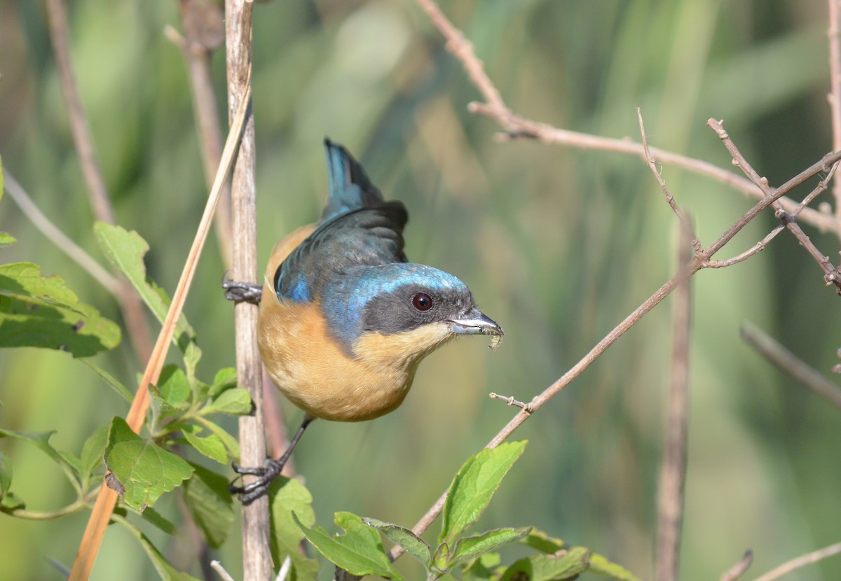 Fawn-breasted Tanager - ML253068711