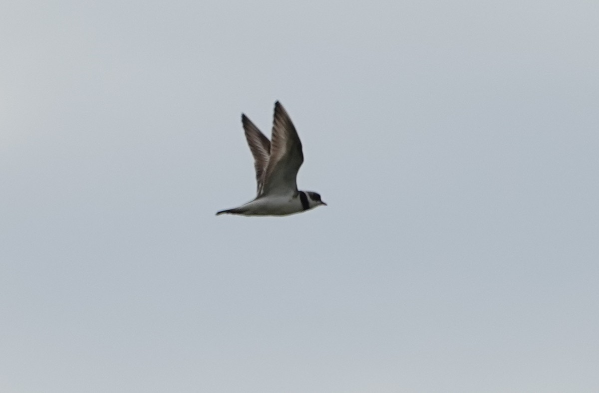 Semipalmated Plover - ML253068981