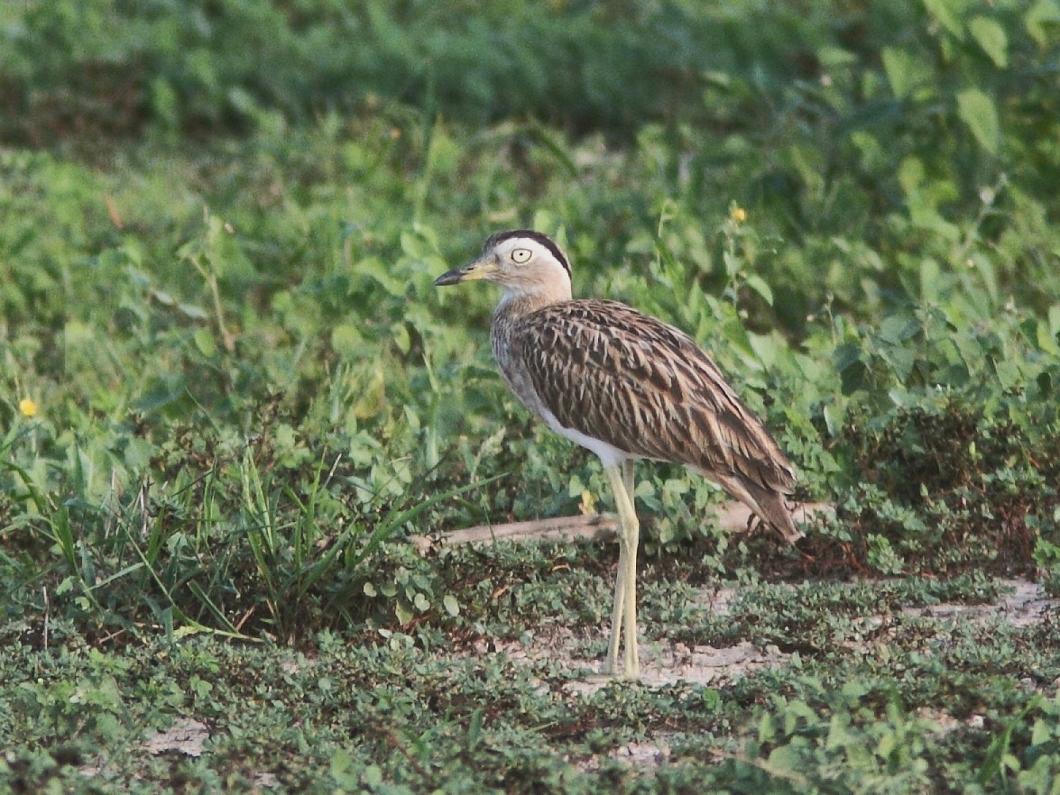 Double-striped Thick-knee - ML253086481