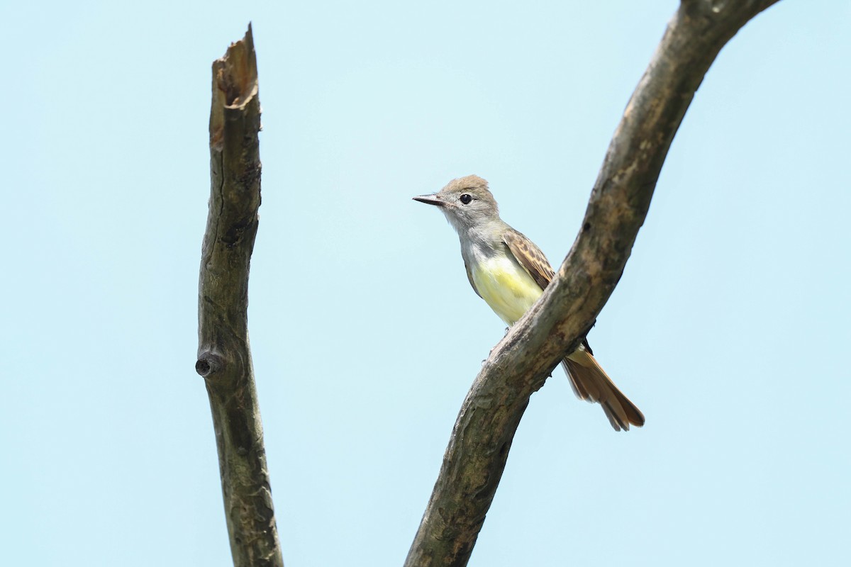 Great Crested Flycatcher - Morgan Rich