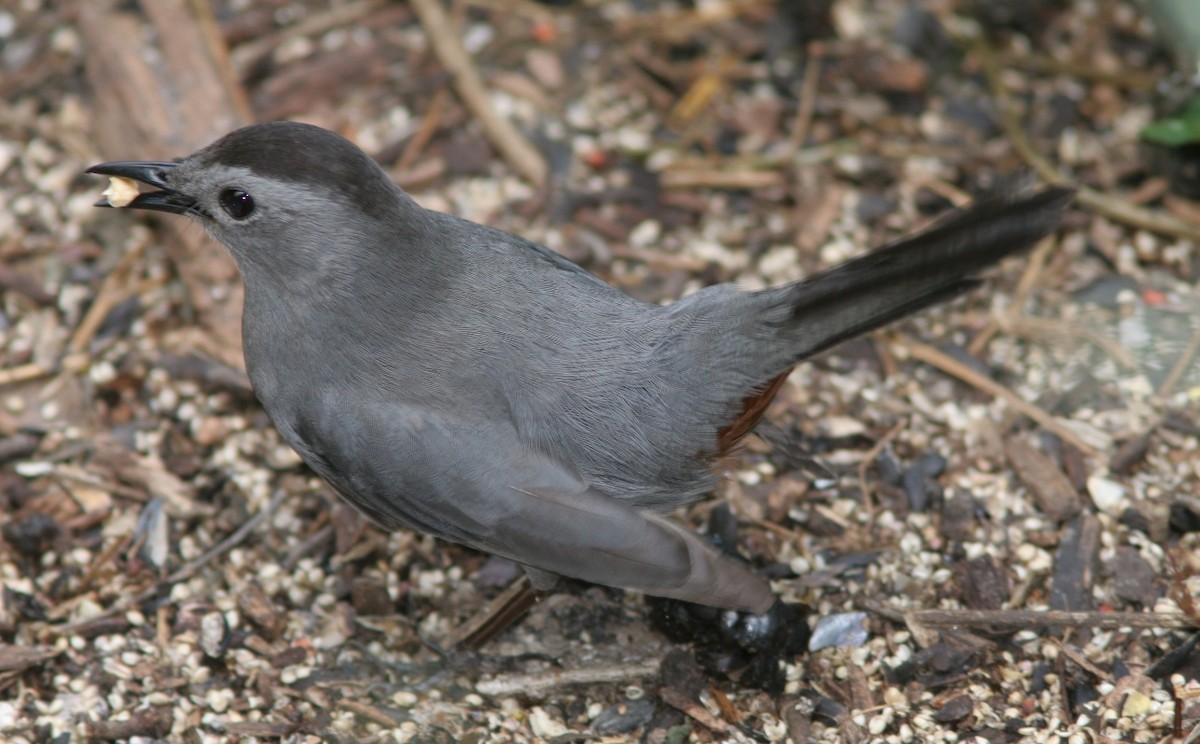Gray Catbird - ML25309121
