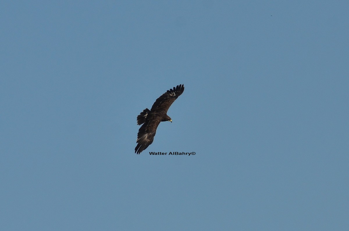 Greater Spotted Eagle - ML253092041