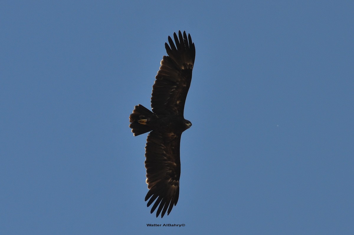 Greater Spotted Eagle - ML253092091